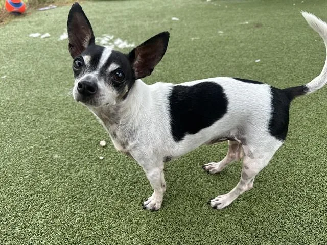 An adult small-sized male Chihuahua dog named A for adoption in Pasadena, TX