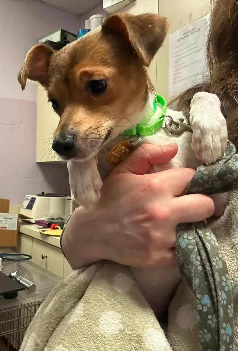 A young small-sized male Red / Chestnut / Orange Italian Greyhound dog named Dwight for adoption in Oak Ridge, NJ