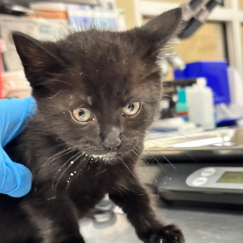 A baby small-sized male Black Domestic Short Hair cat named Bear for adoption in Birmingham, AL
