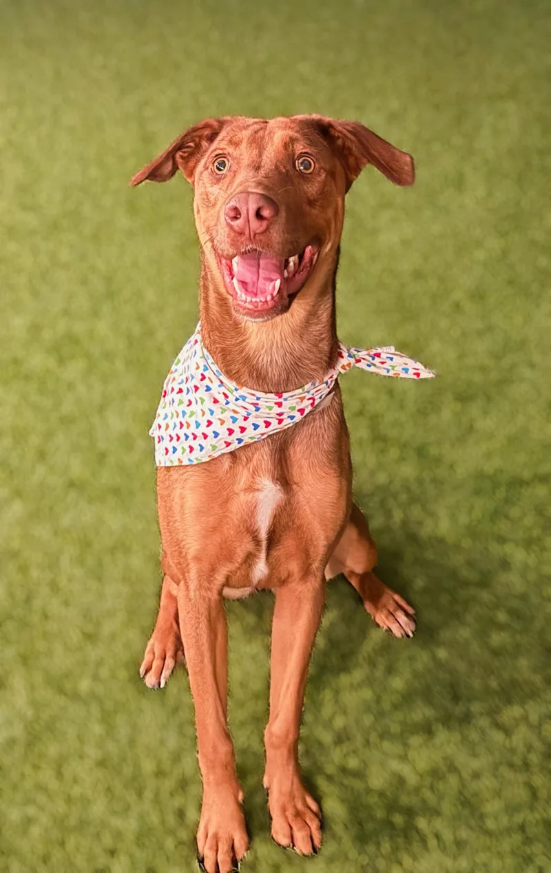 A young medium-sized female Labradoodle dog named Mj for adoption in santa monica, CA