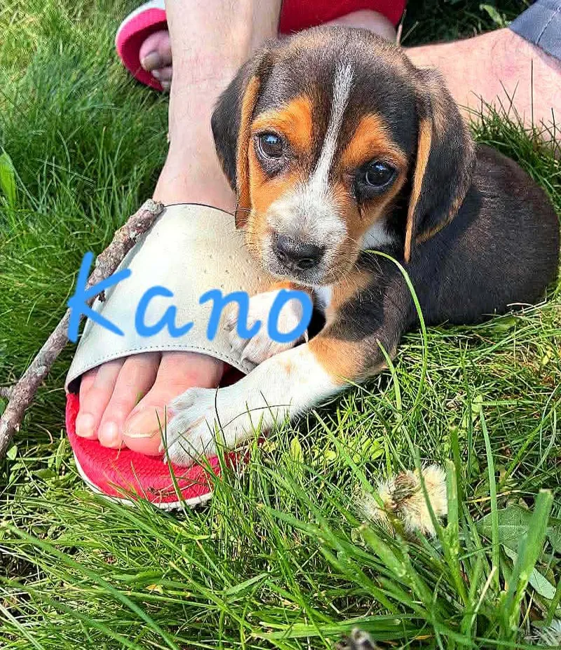 Kano thumbnail 2
