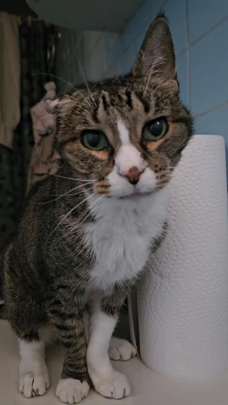 A senior medium-sized female Tabby (Buff / Tan / Fawn) Domestic Short Hair cat named Pamela N.  "driving for adoption in New York, NY