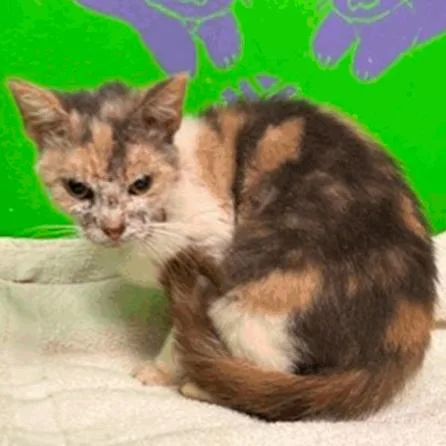 Beverly Houston thumbnail 2