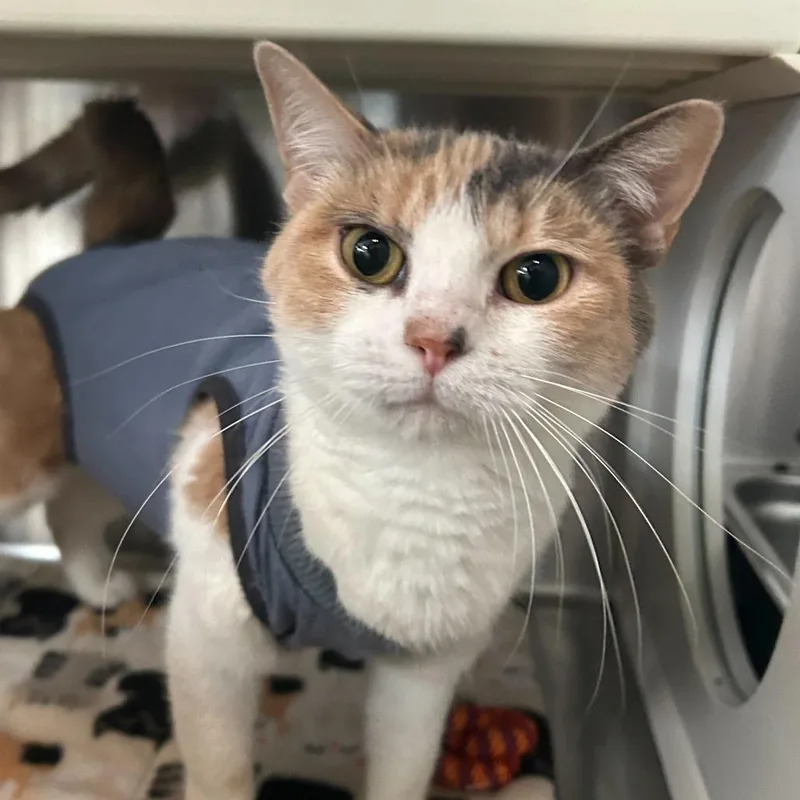 Beverly Houston thumbnail 3