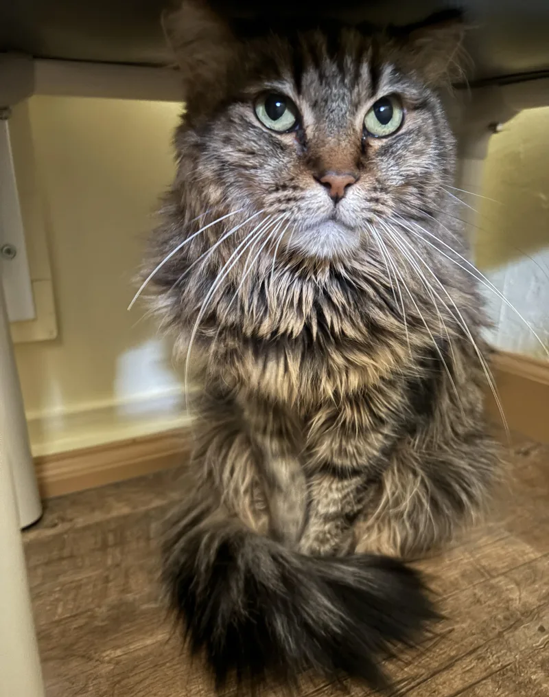 An adult medium-sized female Tabby (Brown / Chocolate) Domestic Long Hair cat named Elsa for adoption in Prescott, AZ