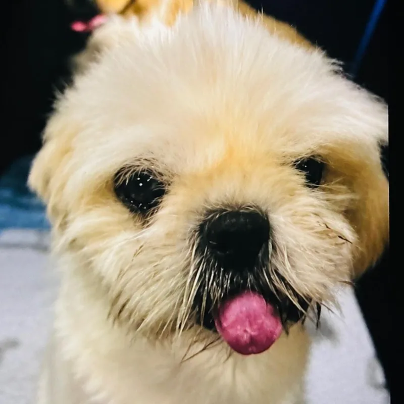 Mutt