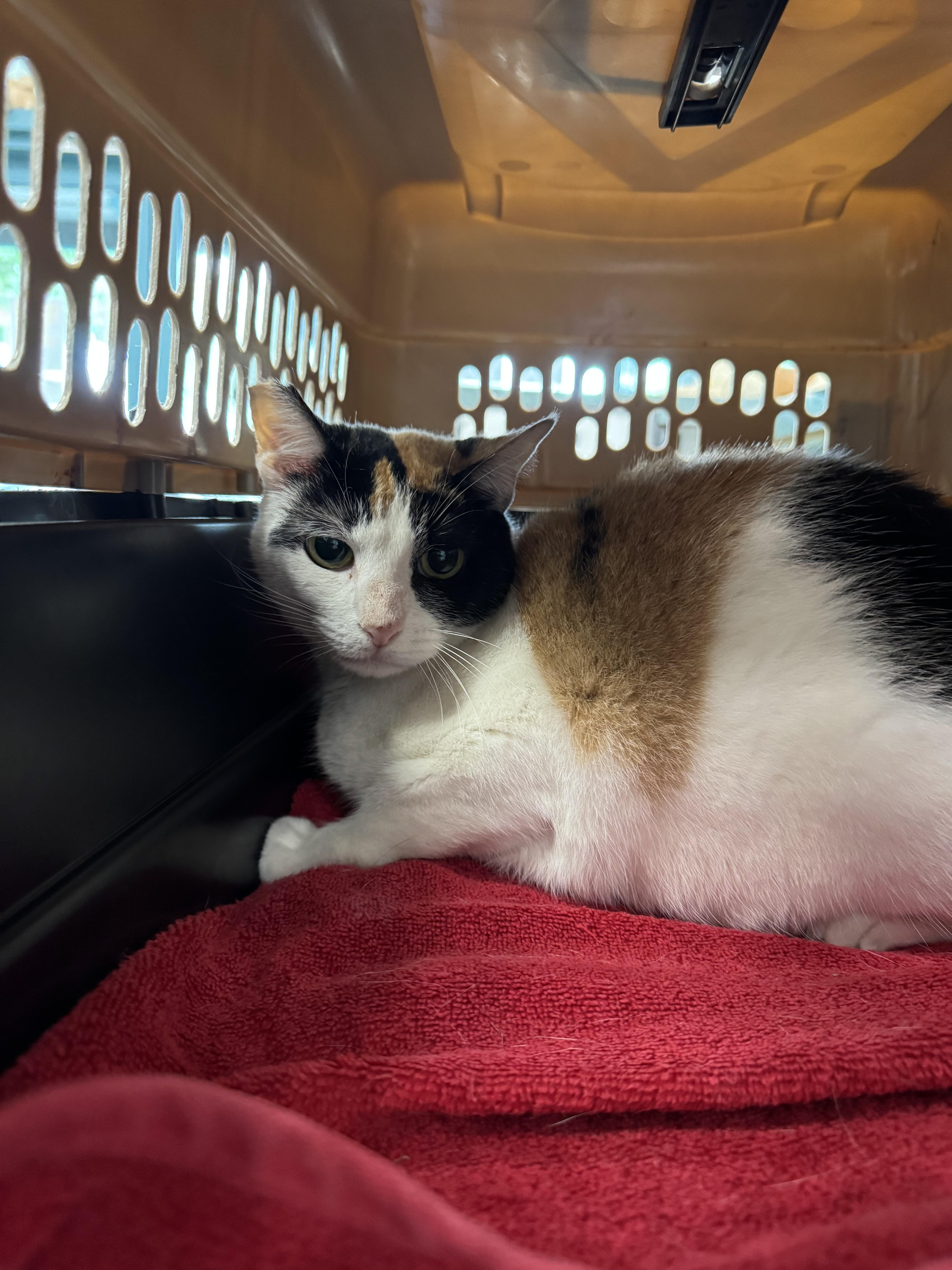 A senior large-sized female Domestic Short Hair cat named Sandal Aka Sandy for adoption in Chatsworth, CA
