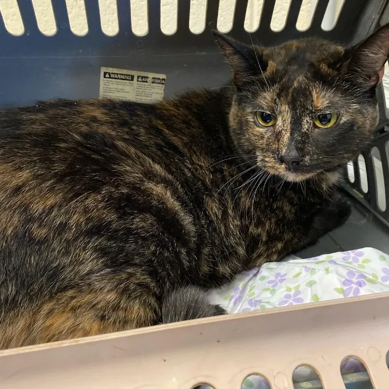 An adult extra large-sized female Tortoiseshell Domestic Short Hair cat named Rosa for adoption in Memphis, TN