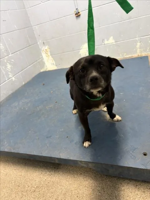 An adult small-sized male Chihuahua dog named Jolteon for adoption in Woodland, CA