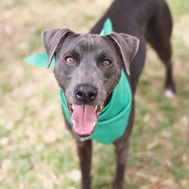An adult medium-sized male Gray / Blue / Silver Weimaraner dog named Jerry for adoption in Hagerstown, MD