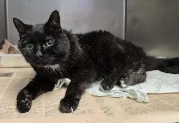 A young large-sized female Black Domestic Short Hair cat named FC Neph for adoption in Glen Allen, VA