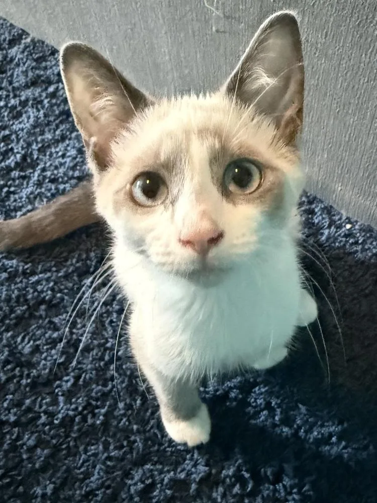 A baby medium-sized female Siamese cat named LadyMeowsALot for adoption in Lansing, MI