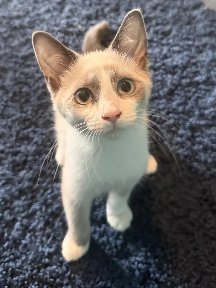 LadyMeowsALot thumbnail 3