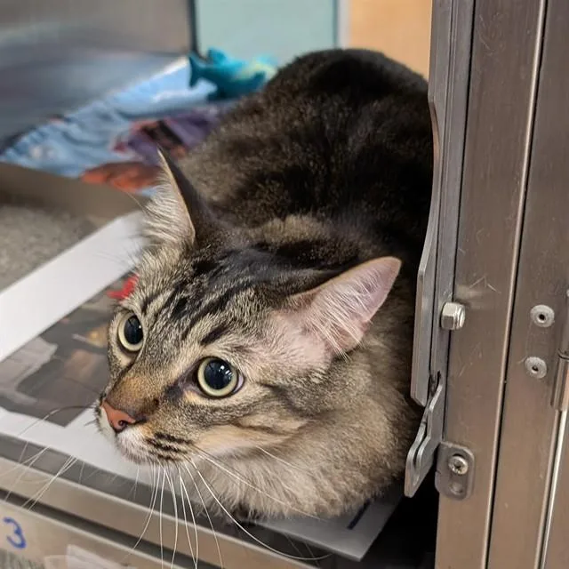 An adult medium-sized male Domestic Medium Hair cat named Prince A for adoption in Plano, TX
