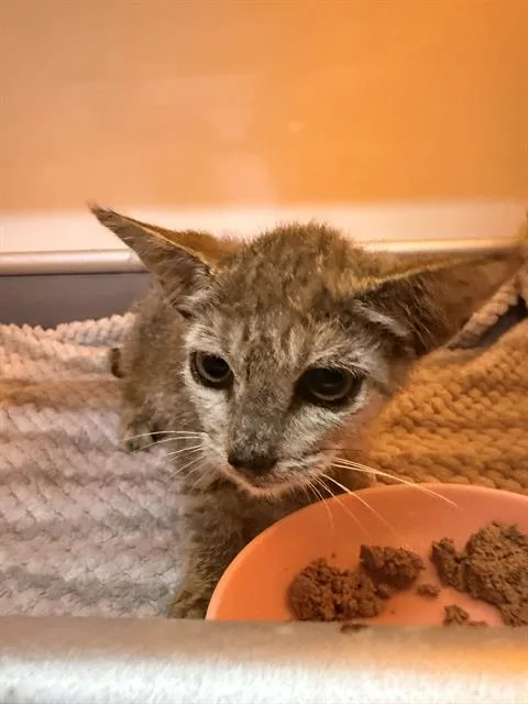 A baby small-sized female Domestic Short Hair cat named Mary for adoption in Fort Walton Beach, FL