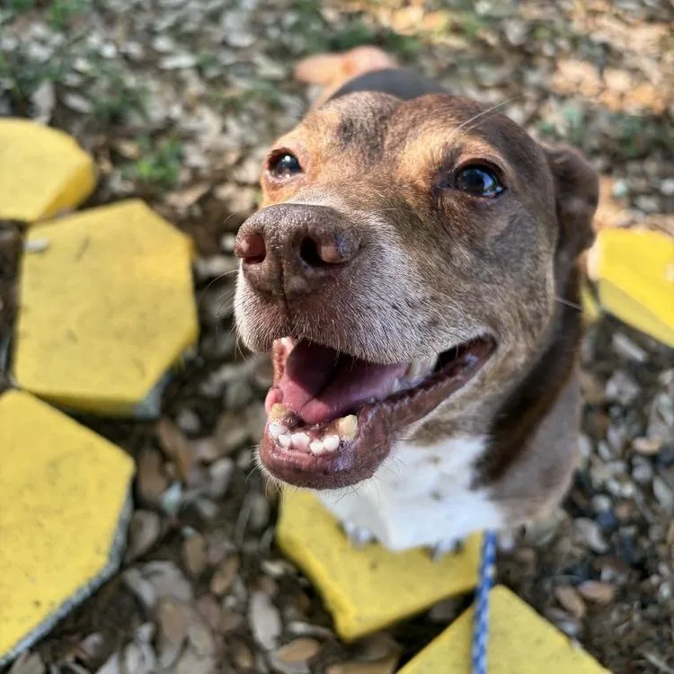 Big Mack thumbnail 2