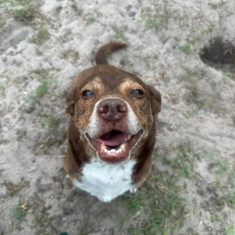 Big Mack thumbnail 3