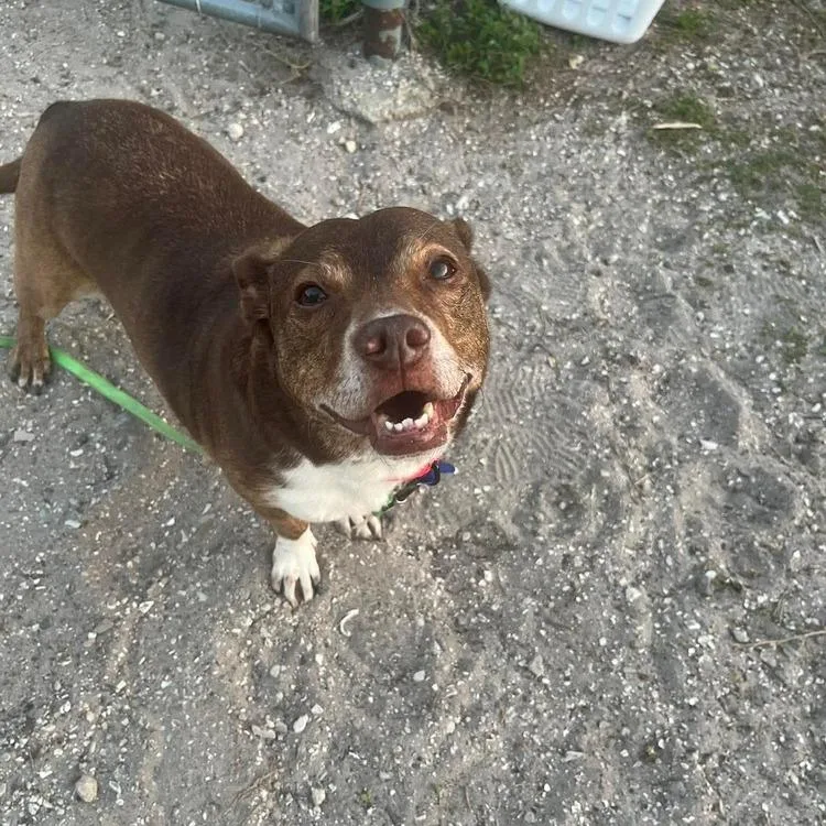 Big Mack thumbnail 4