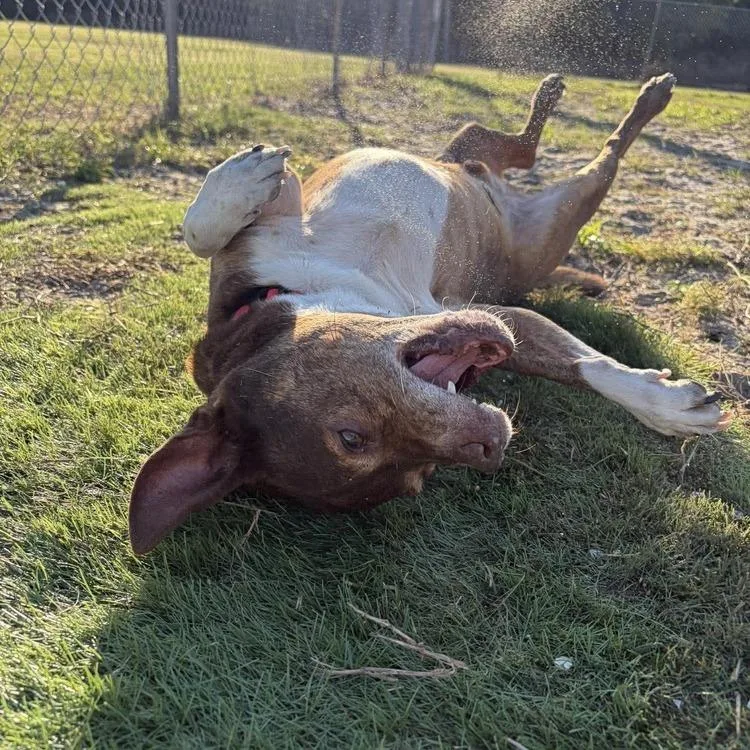 Big Mack thumbnail 5