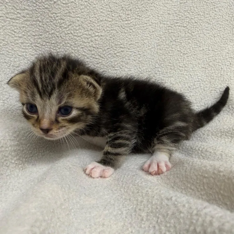 A baby small-sized male Black Domestic Short Hair cat named Harpo for adoption in Pine Mountain, GA