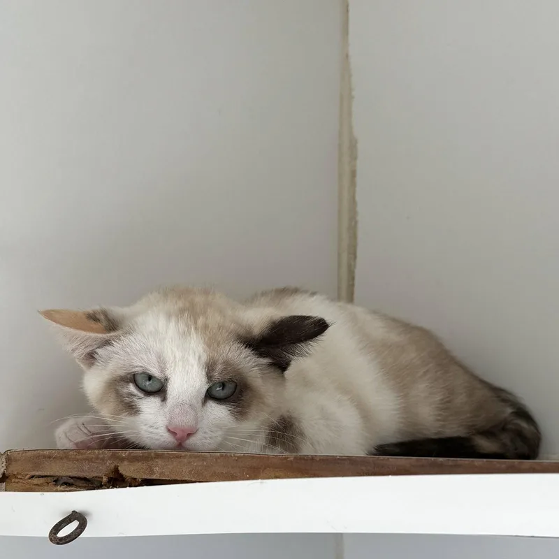 A baby small-sized female Buff / Tan / Fawn Domestic Short Hair cat named Princess for adoption in Oakland, CA