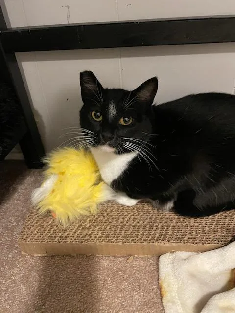 Kandy And Kieu thumbnail 4