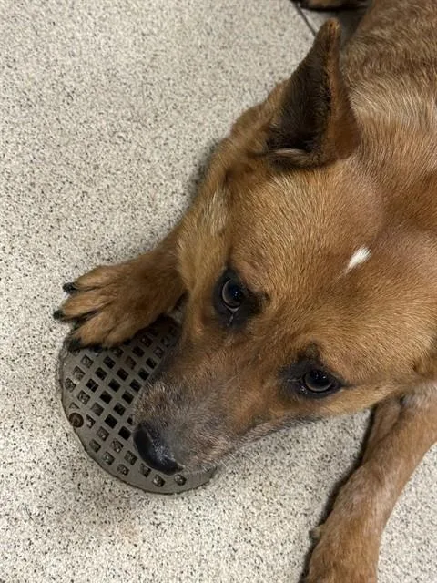 An adult medium-sized female Australian Cattle Dog / Blue Heeler dog named Lilly Ann for adoption in Riverside, CA