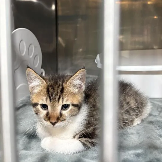 A baby small-sized female White Domestic Short Hair cat named Fiona for adoption in Jefferson city, TN