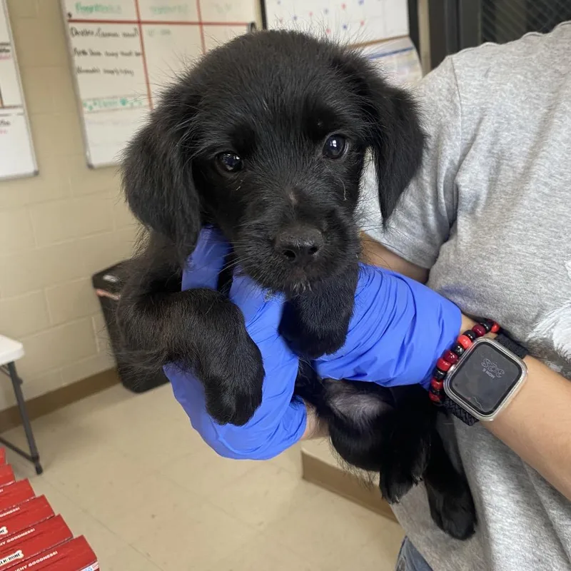 A baby small-sized male Black Terrier dog named Blaze for adoption in Caryville, TN