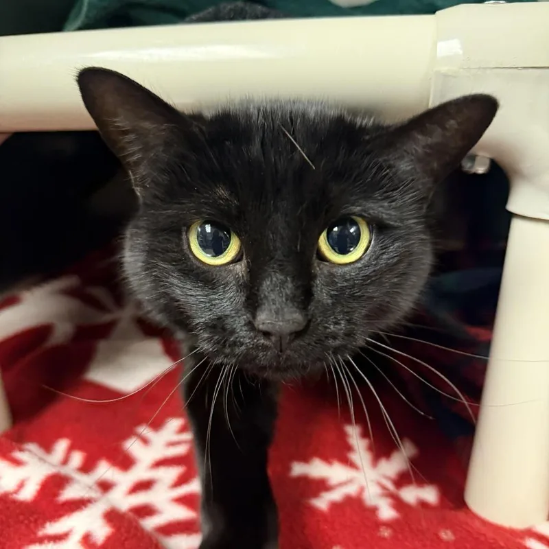 A senior large-sized female Black Domestic Short Hair cat named Coco for adoption in Fredericksburg, VA