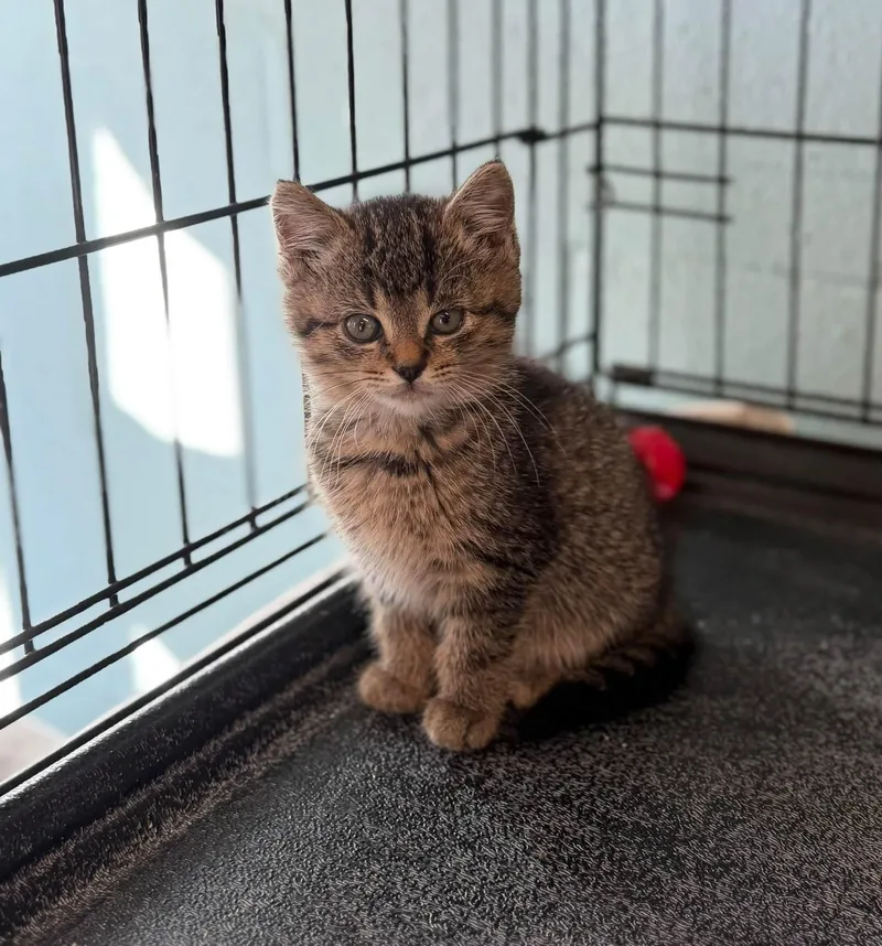 A baby medium-sized male Domestic Short Hair cat named Olivia Oley and for adoption in Warren, OH