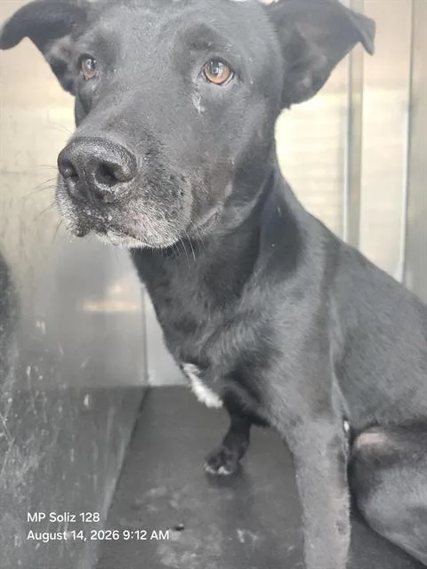 A young medium-sized male American Staffordshire Terrier dog named Jack Barrel for adoption in San Antonio, TX