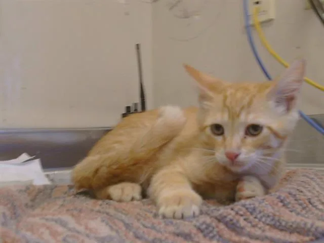 A baby small-sized male Domestic Short Hair cat named Peter for adoption in Sacramento, CA
