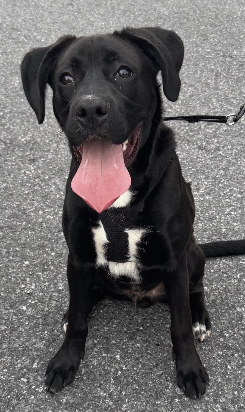 A baby large-sized male Black Labrador Retriever dog named Tyson for adoption in Lincoln University, PA