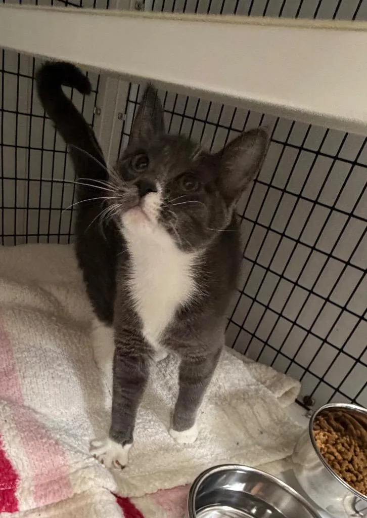 A baby medium-sized female Domestic Short Hair cat named Vanta for adoption in Ewing, NJ