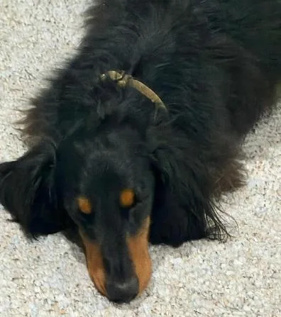 A young small-sized male Bicolor Dachshund (Long Haired) dog named Winston for adoption in Georgetown, KY