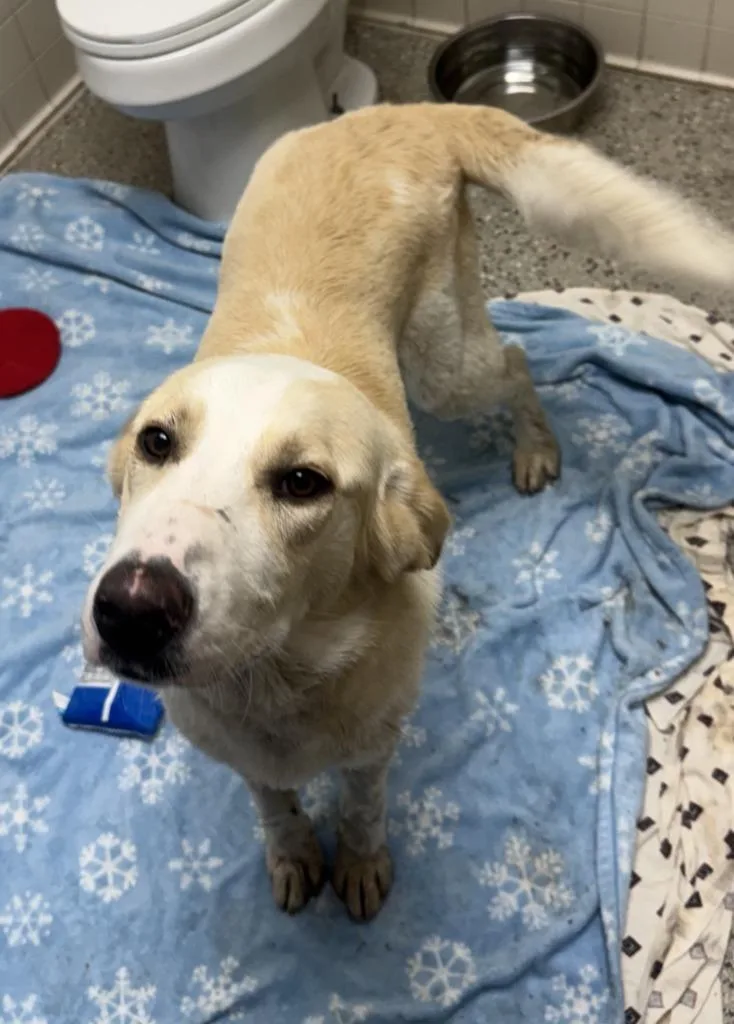 A young large-sized male Labrador Retriever dog named Boomer for adoption in Saint Clairsville, OH