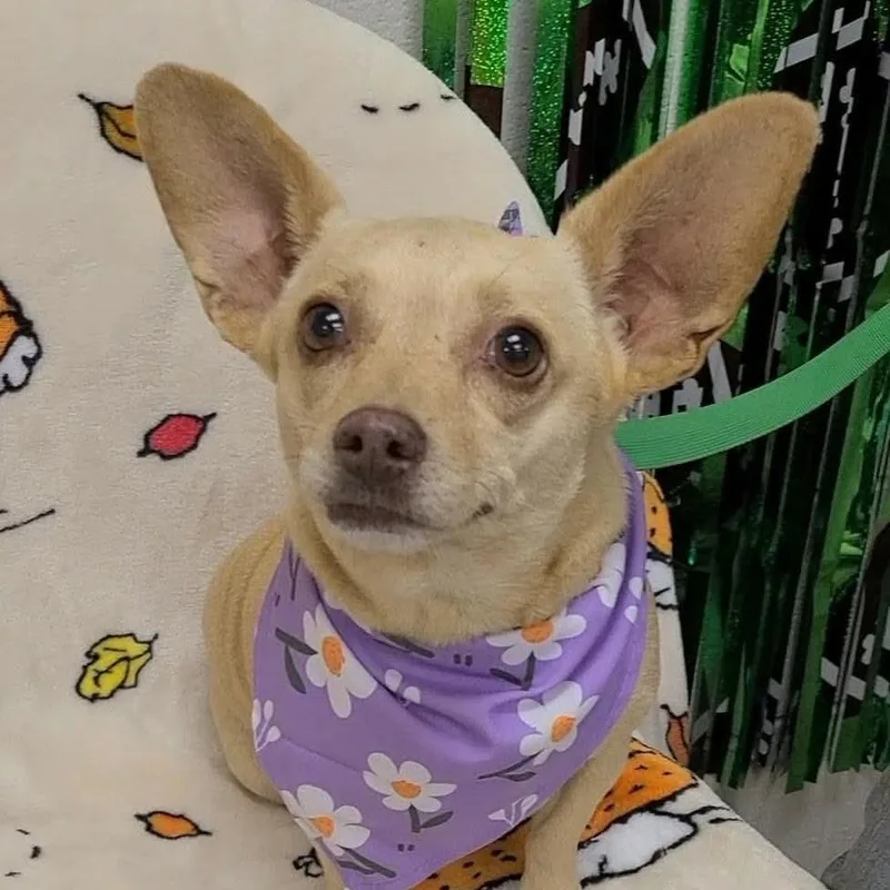 An adult small-sized female Chihuahua dog named Berry for adoption in Bessemer, AL