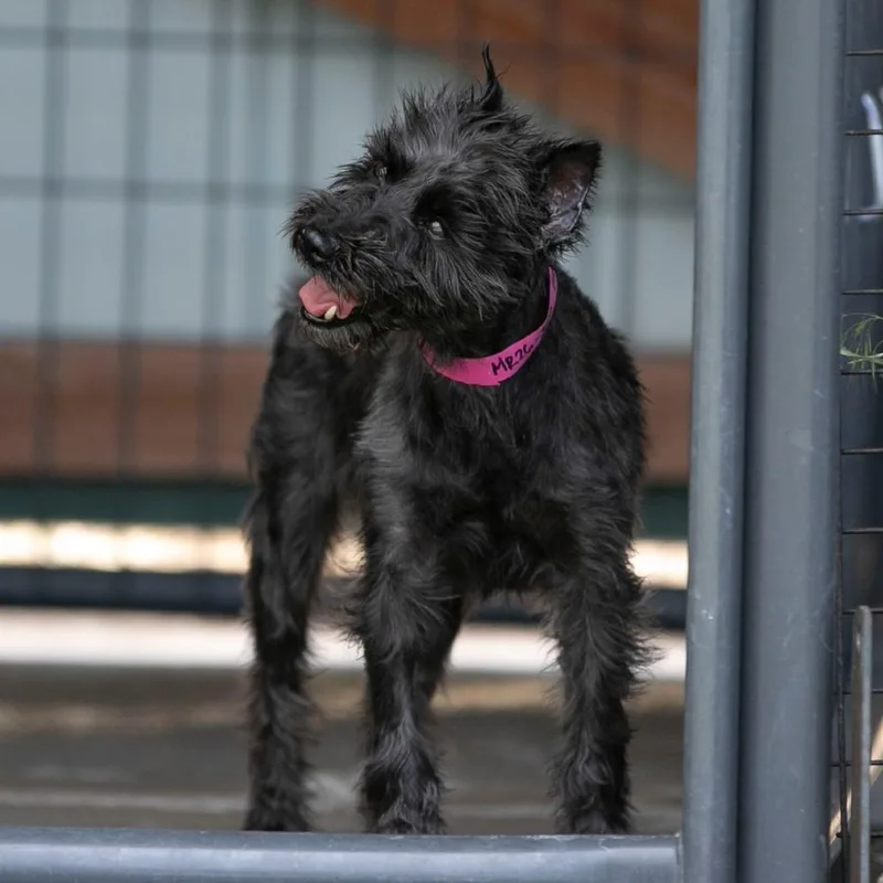 A senior small-sized female Brown / Chocolate Miniature Schnauzer dog named Brandy for adoption in Peyton, CO