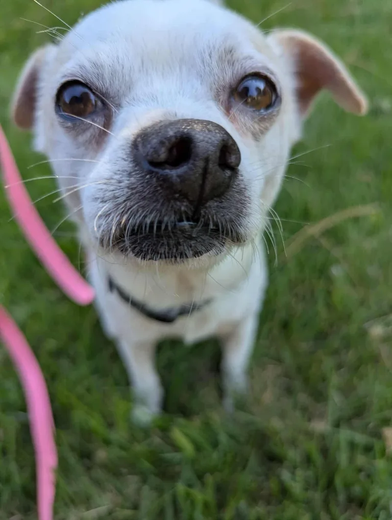 Napoleon thumbnail 3