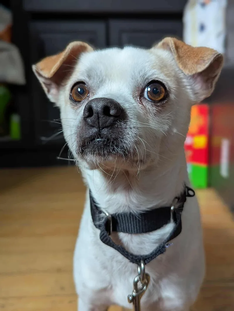 Napoleon thumbnail 5