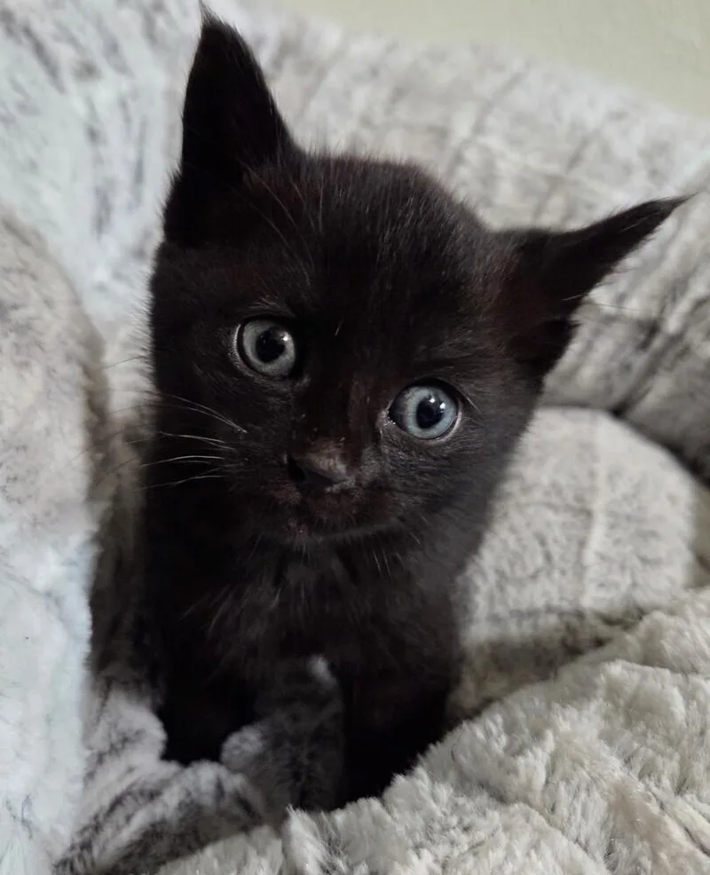A baby small-sized female Black & White / Tuxedo Domestic Medium Hair cat named Basil for adoption in Calimesa, CA