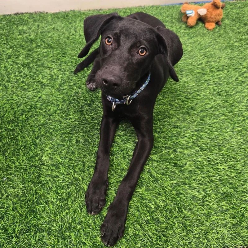 A young small-sized male Black Labrador Retriever dog named Ferb for adoption in Columbia, MO