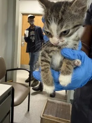 An adult small-sized male Domestic Short Hair cat named Rocky for adoption in Shreveport, LA