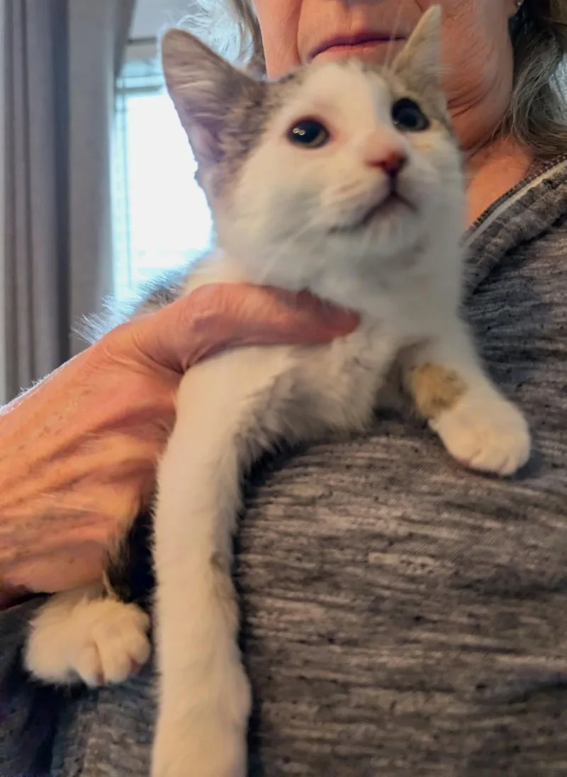 A baby medium-sized female Gray & White Tabby cat named Ruby for adoption in Ypsilanti, MI