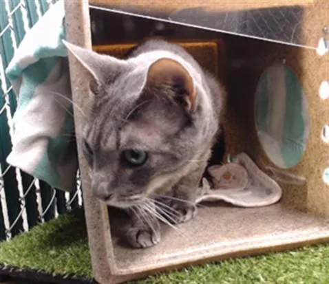 An adult medium-sized male Domestic Short Hair cat named Toby for adoption in Downey, CA