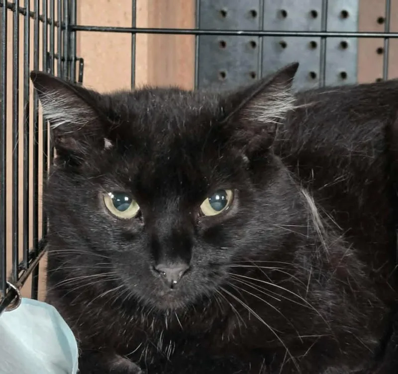 A young small-sized female Domestic Short Hair cat named Punky Brewster for adoption in Olney, IL
