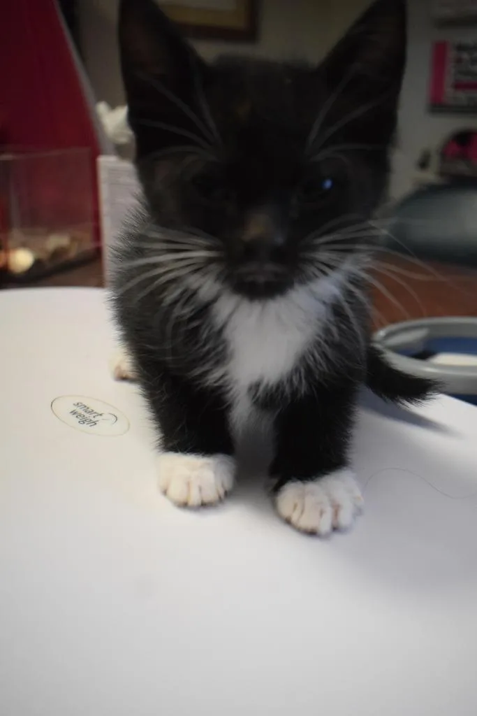 A baby medium-sized male Domestic Short Hair cat named Blacky for adoption in Pahrump, NV