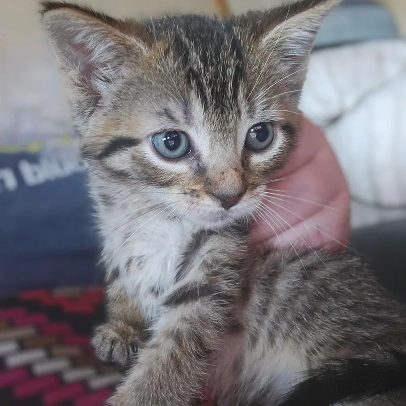 A baby medium-sized female Domestic Short Hair cat named C Litter Meowjic for adoption in Livonia, MI