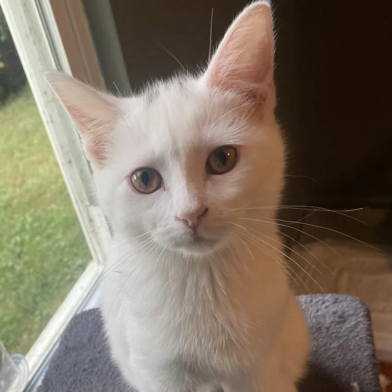 A baby small-sized female White Turkish Angora cat named Heart for adoption in Mount Vernon, IL